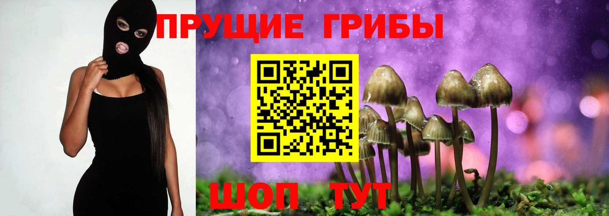 Псилоцибиновые грибы Psilocybe Брянск